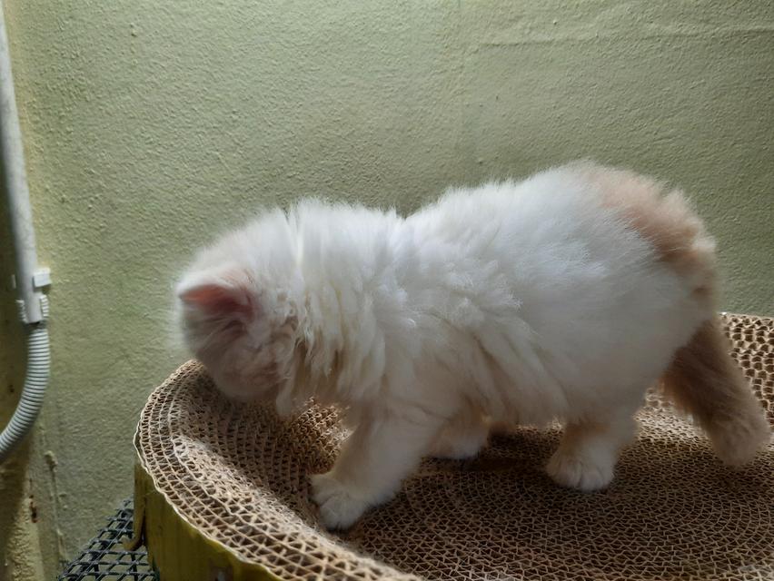 เด็กน้อย ผู้ชาย หุ่นหมี ขนฟู นุ่มๆ พกใบ SCFC 9