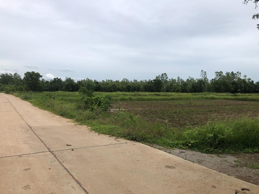 ไร่ละ1แสนขายทีดิน107ไร่ จ.ลพบรี 3