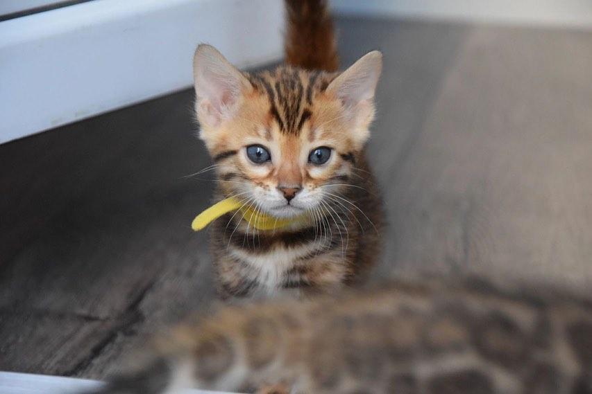 Bengal Kittens  WhatsApp me : +66 63 826 3042