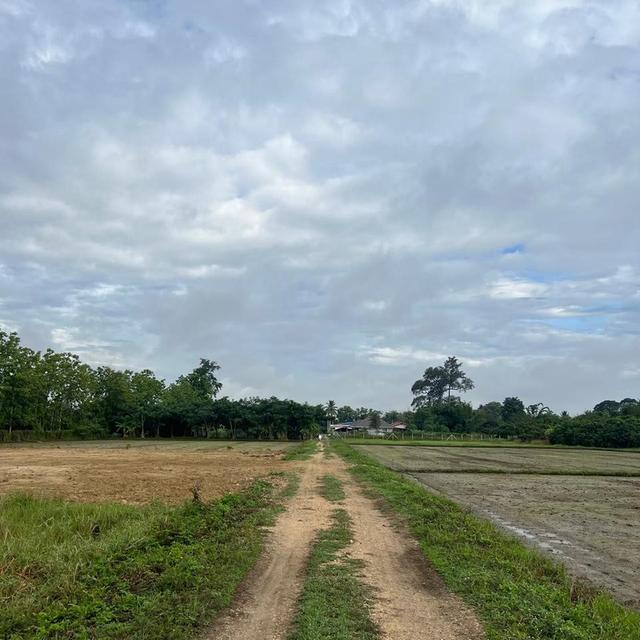 ขายที่ดิน เจ้าของขายเอง 400 ตารางวา ต.ชมภู อ.สารภี จ.เชียงใหม่ 4