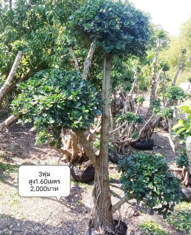 ไทรต่อยอดช้อนเงินช้อนทอง