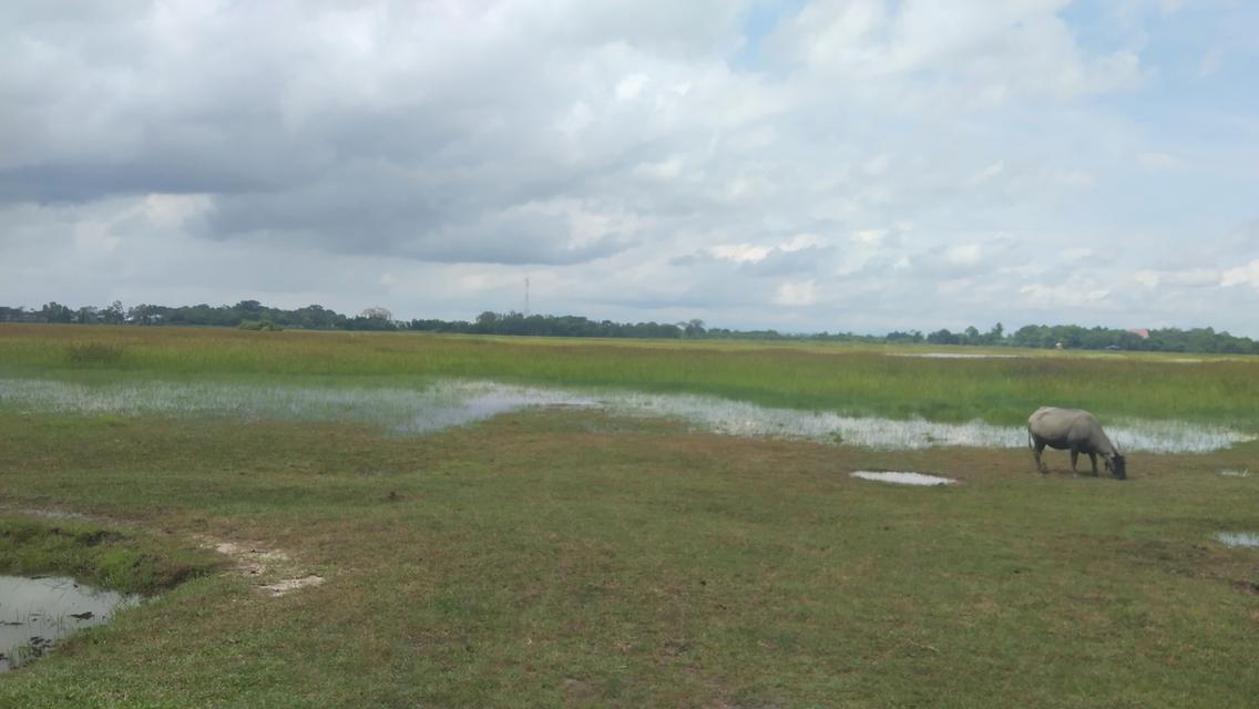 ขายที่ดินแปลงใหญ่ใกล้เมืองบึงกาฬ 2