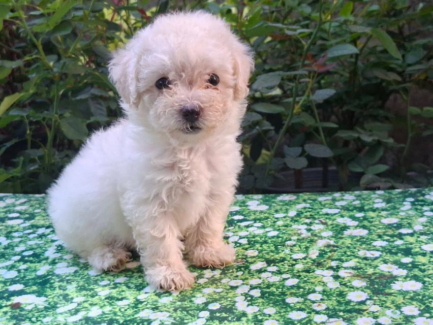 สัตว์เลี้ยง พุดเดิ้ลแท้