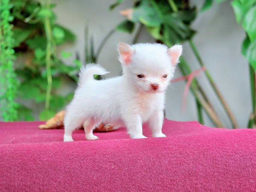 Chihuahua T cup น้องจิ๋วหลิวชิวาวาทีคัพเพศผู้