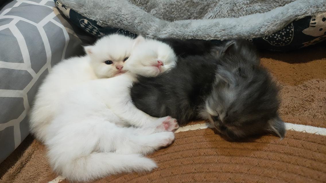 Persian cat เปอร์เซียแท้ 6