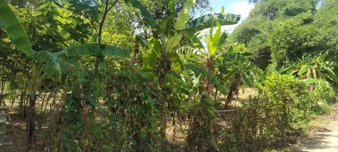 ที่โฉนด ขนาด110มีตรว ราคา280,000ห่าง7-11เพียง1โล  ไฟฟ้าถึงหน้ากว้างติดถนนคอนกรีต17เมตร ด้านในมีต้นไผ่ ขนุน,น้อยหน่า,มะม่วง,กล้วย ต้นสัก,ตะไคร้ 7