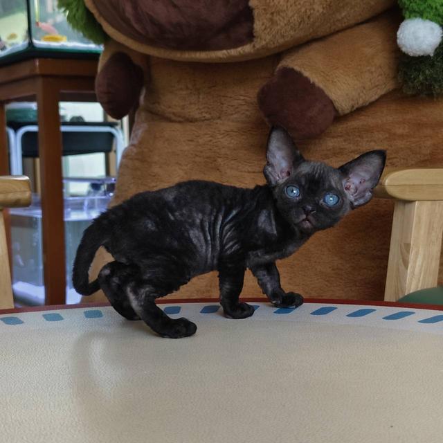 แมวเดวอนเร็กซ์ Devon rex Oscat cattery chiangmai รูปที่ 4