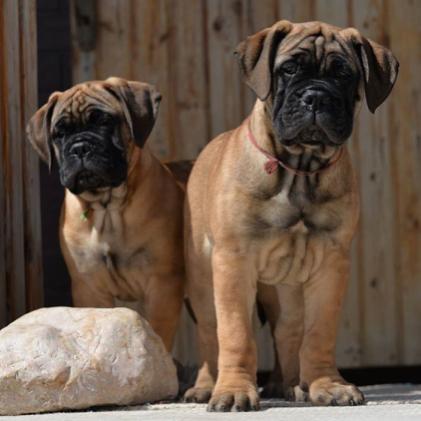 BullMastiff Puppies | WhatsApp me : +66 63 826 3042 รูปที่ 2