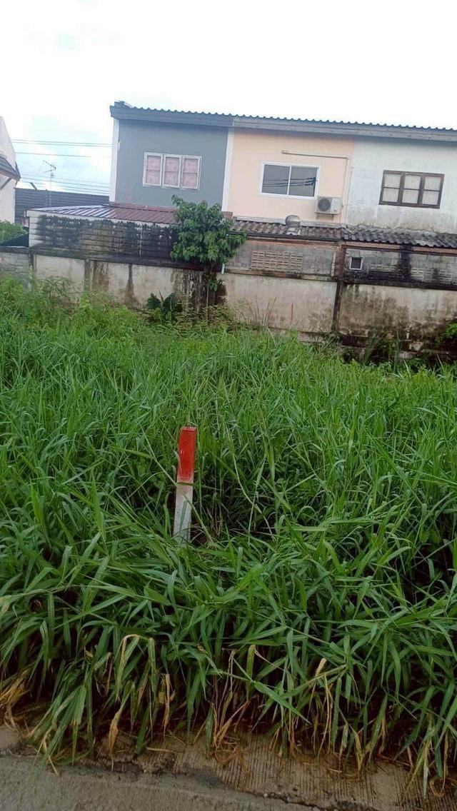 ขายถูกที่ดินลำลูกกา 34 ตรว ติดถนนคอนกรีตสาธารณะ ซ.เมตตา ต.บึงคำพร้อย จ.ปทุมธานี 5