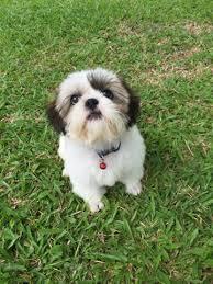 ชิสุ (Shih Tzu) 5