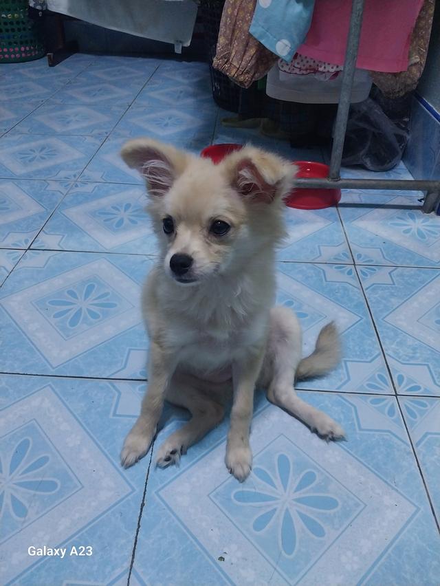 หาบ้านใหม่ให้น้องบอม 2