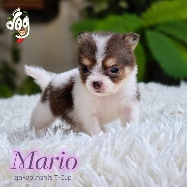 chihuahuaแท้ไซส์ทีคัพมาร์คไซฟอร์มสวยมาก