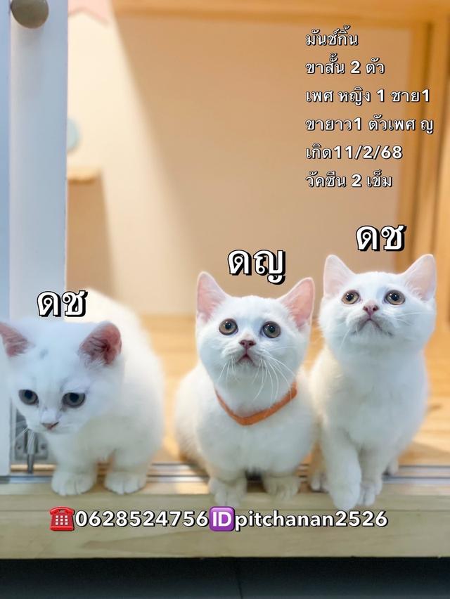 มันช์กิ้นขาสั้น