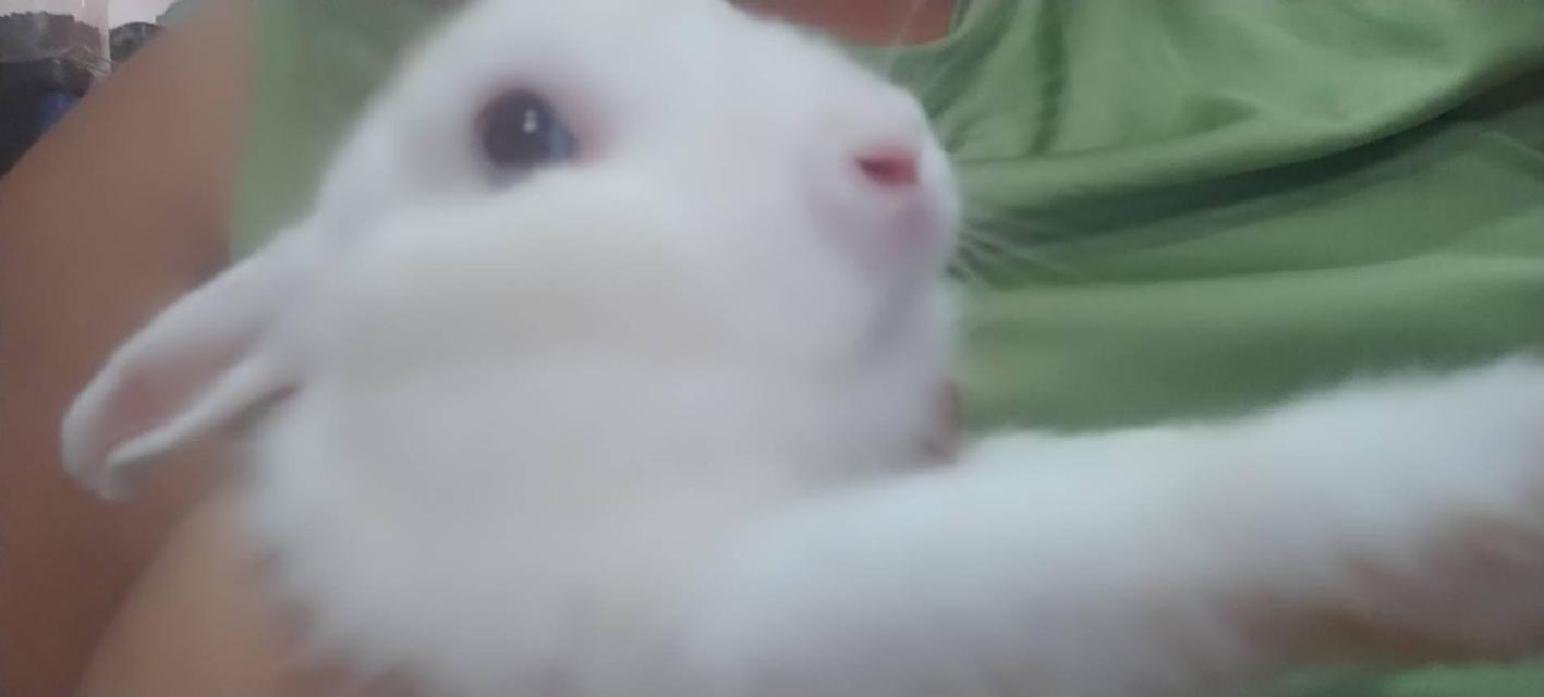 กระต่าย 6
