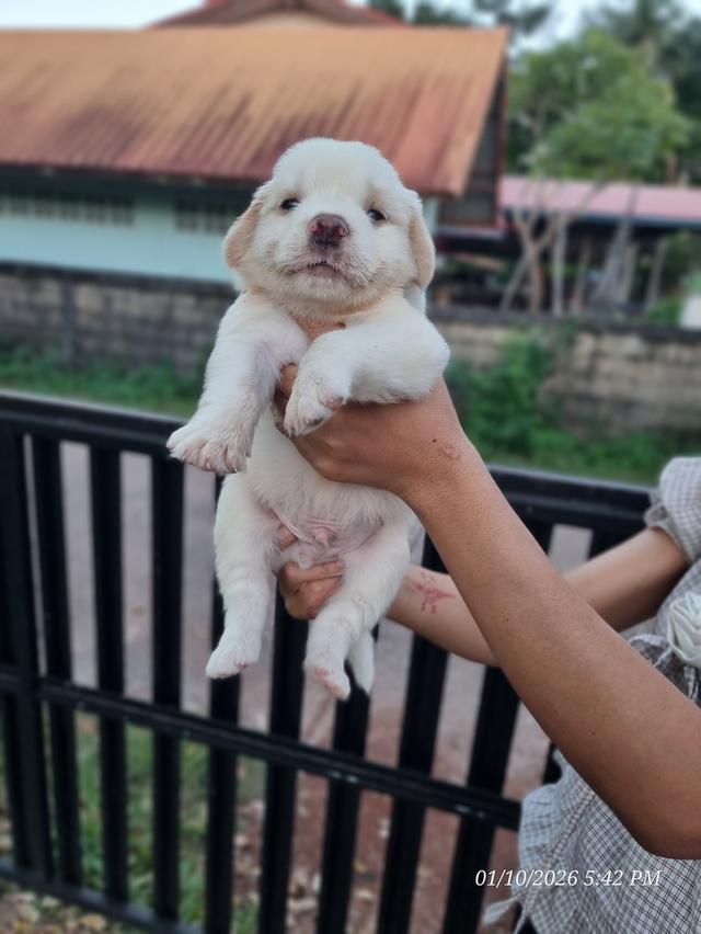 โกลเด้นผสมบางแก้ว...