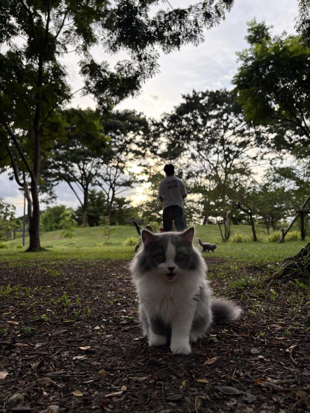 ดช สก็อตติช ลองแฮร์ 7