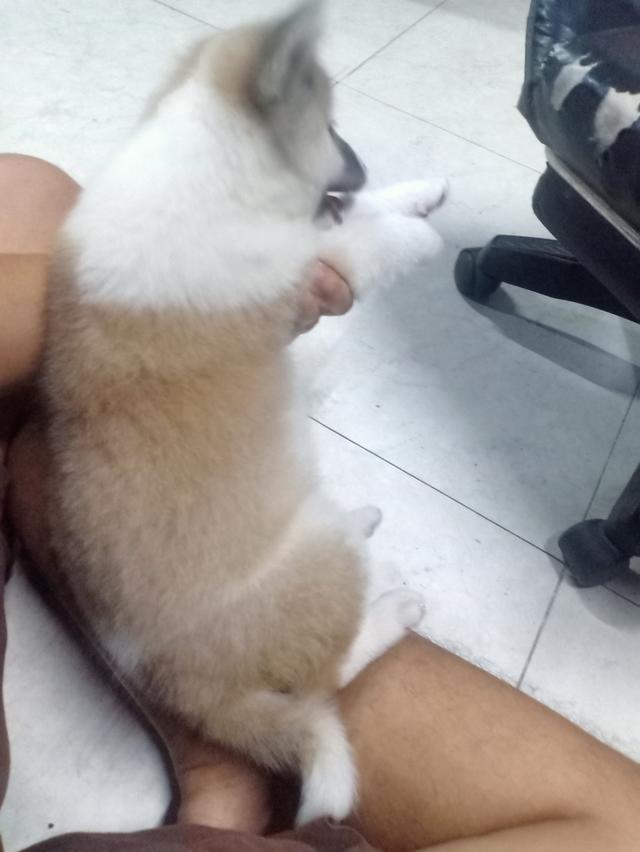 ลูกหมาบางแก้ว เพศเมีย 9