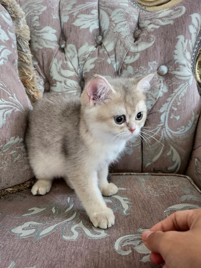 น้องบริติช