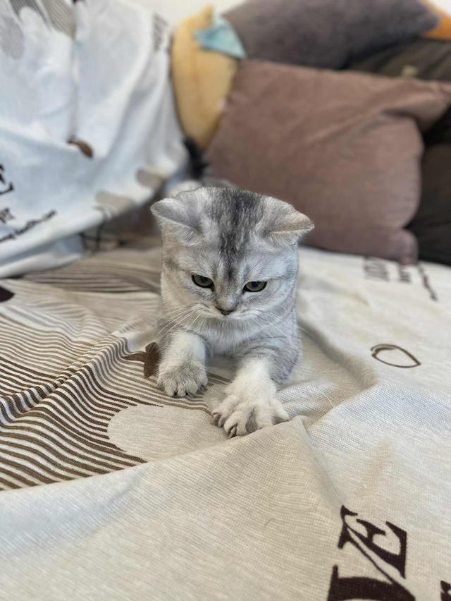 สาวสก็อต 12