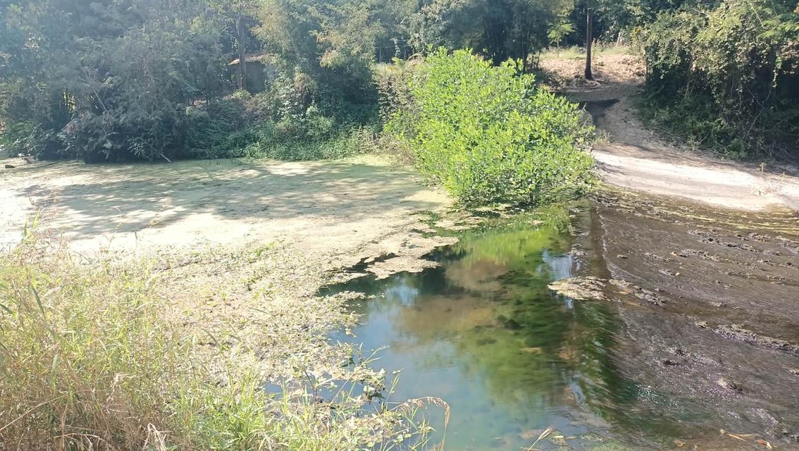 ที่ดินอยู่ใกล้ตลาดใหญ่ เป็นที่เนินเขาติดฝายน้ำเป็นสวนลำไยแบ่งขาย 32 ไร่ 3