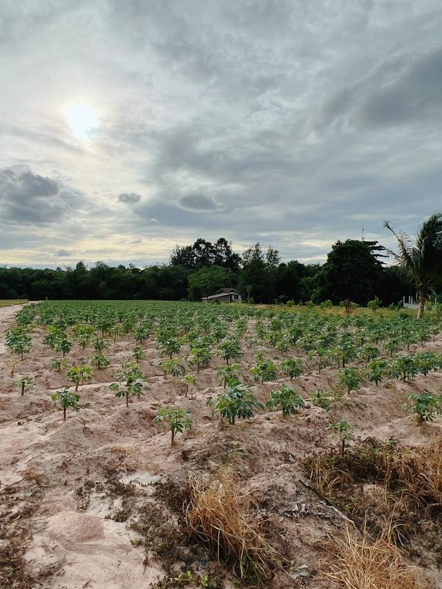ขายที่ดินปลวกแดงเนื้อที่ 14 ไร่ ซอยมาบยางพร4 ใกล้ถนนเส้น3013-500เมตร จ.ระยอง 1
