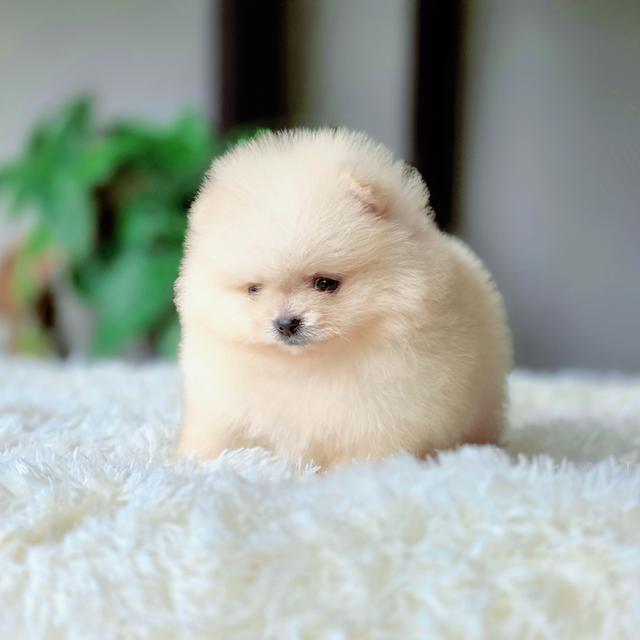 แองเจิ้ลปอมเมอเรเนียนแท้ทีคัพเพศเมีย รูปที่ 3