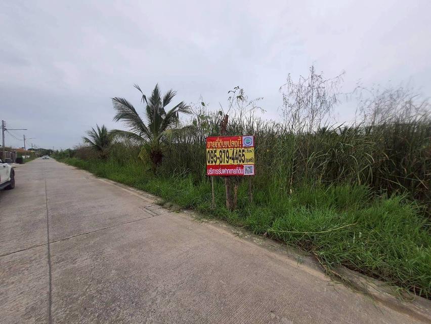 ร้อนเงินVายถูก ที่ดินบ้านกลาง 244 ตารางวา ติดถนนคอนกรีตสาธารณะ ซอย โม่ฮวด 7 เมืองปทุมธานี 2