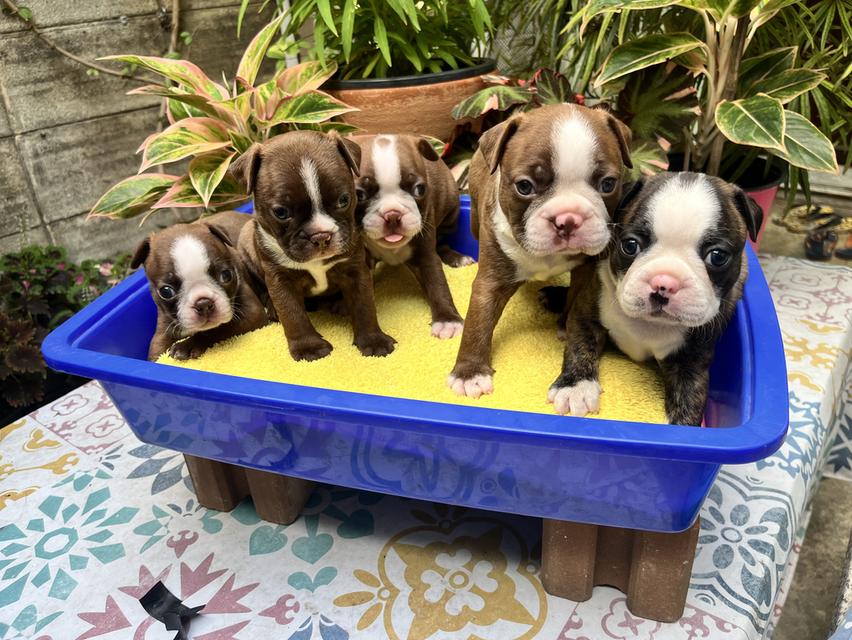 บอสตันเทอร์เรียร์