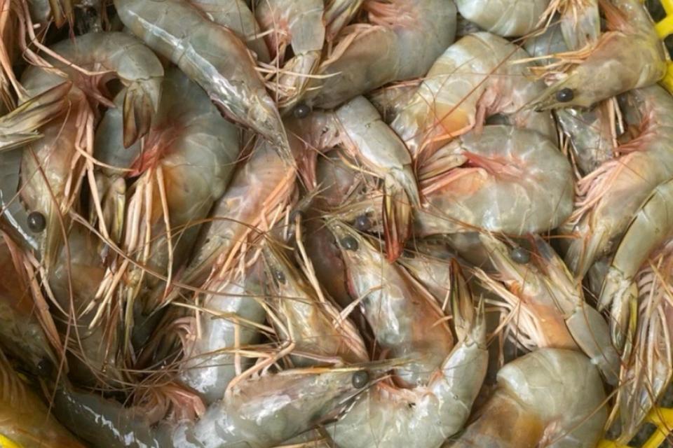 กุ้งเเช่บ๊วยสดๆจากต้นทางระนอง