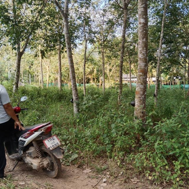 ขายที่ดิน 2 ไร่ – ทำเลดี หมู่ 2 ตำบลไสไทย อำเภอเมือง จังหวัดกระบี่ 🚗 สถานที่ใกล้เคียง ใกล้ห้างเซ็นทรัลกระบี่ เข้าทางหน้าแมคโ 3