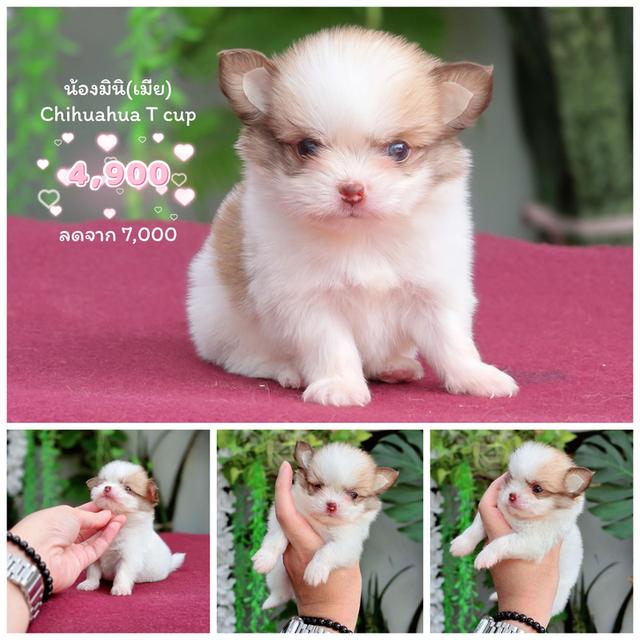 Chihuahua sizeเล็กจิ๋วพร้อมซน