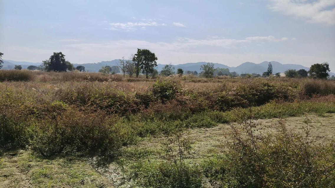 ที่ดิน 6 ไร่ อ.เมือง จ.เชียงราย 2