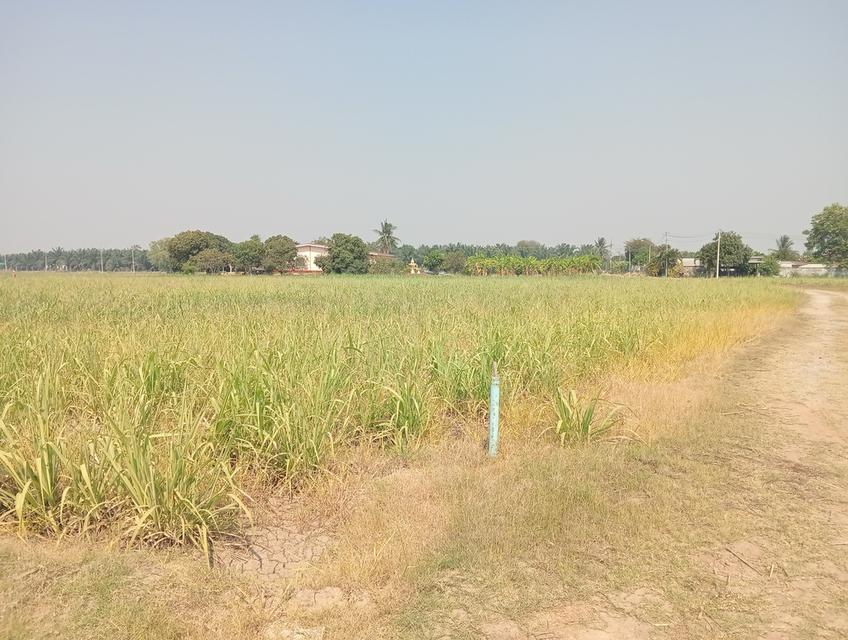 ขายที่ดิน 6 ไร่โฉนดครุฑแดง 5