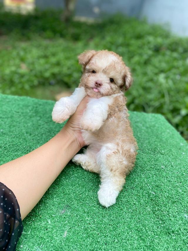 พุดเดิ้ลผสม น่ารักมาก