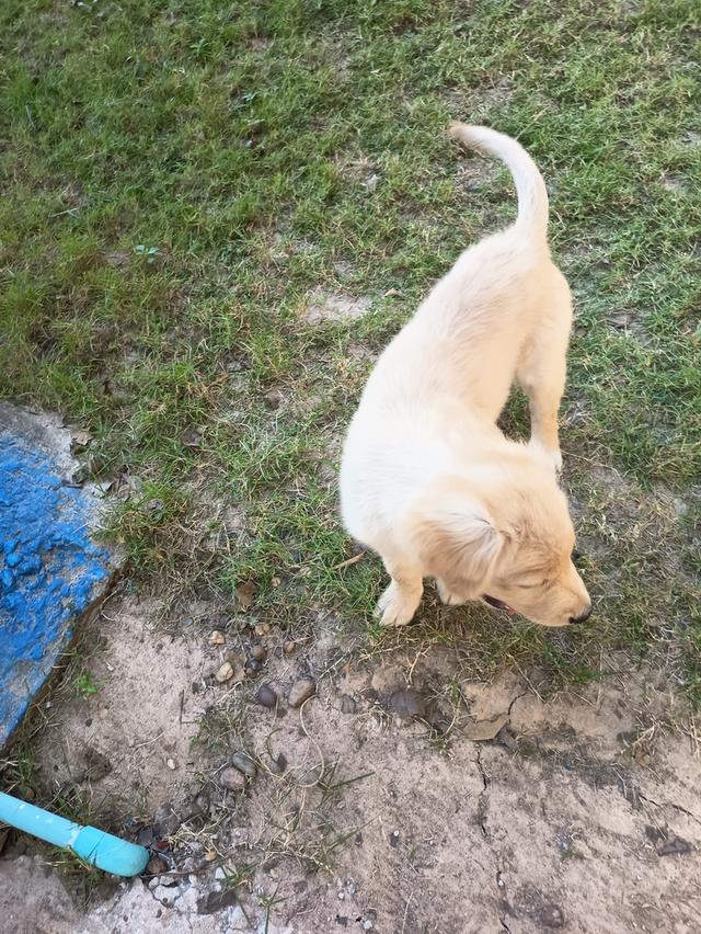 ลูกสุนัขโกลเด้น 2 เดือน พร้อมฉีดวัคซีน เพศ ญ