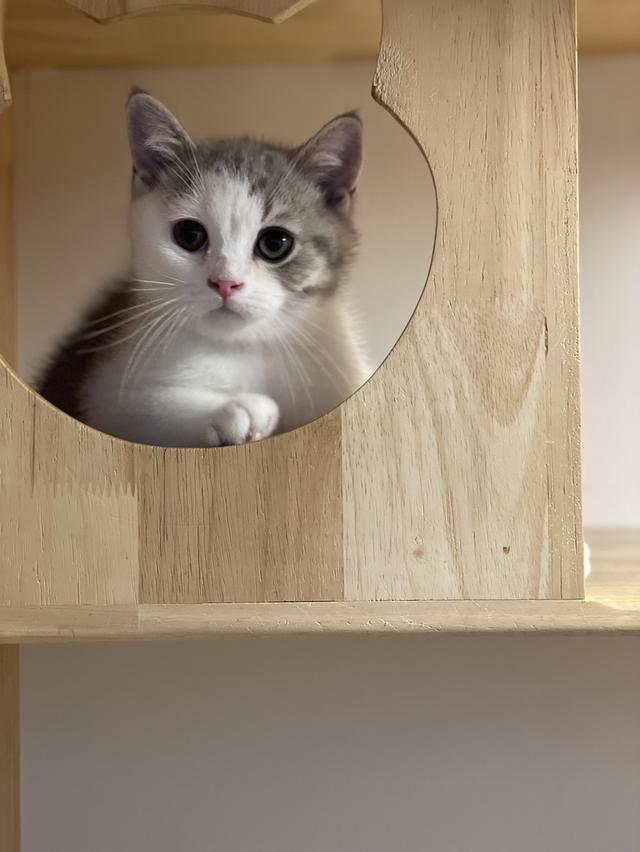 แมวมันช์กิ้นขายาว 3