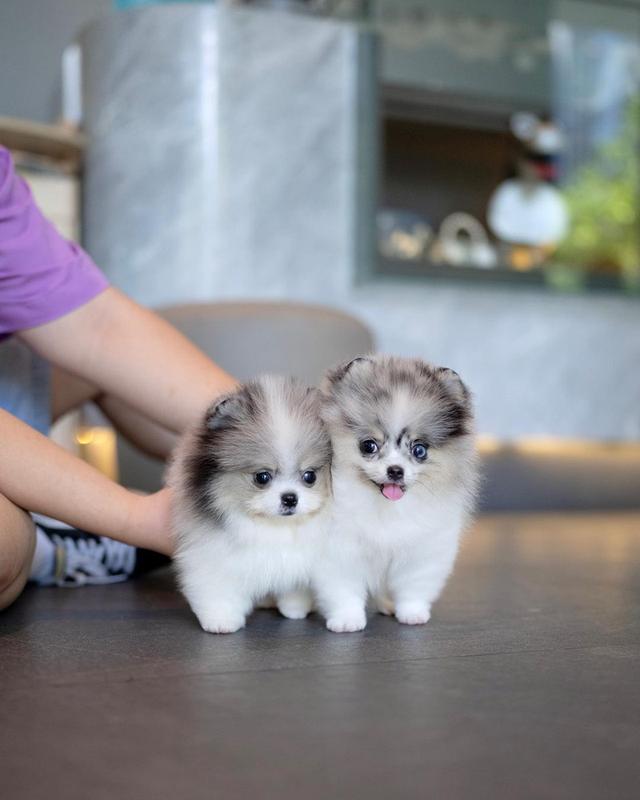 Pomsky Puppies Available รูปที่ 2