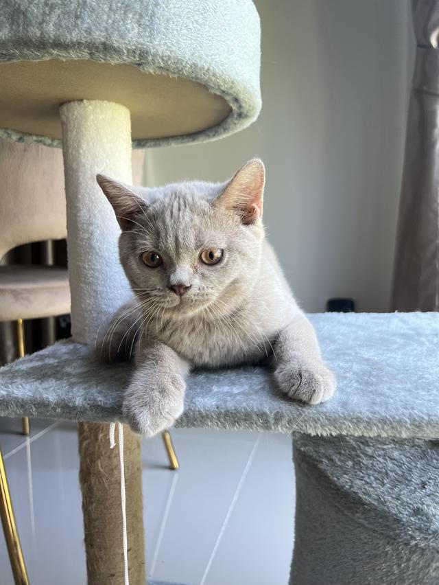 ลูกแมว บริติช ช็อตแฮร์ ใบเพ็ดนอกWCF(British Shorthair) 4