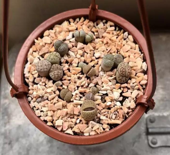 ไลทอปคละสายพันธุ์ Lithops ขนาด 1.3-1.6 เซนติเมตร 2