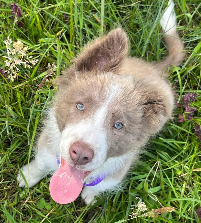 ขายสุนัขสุดน่ารัก Border Collie ตาสีฟ้า สวยมาก 3