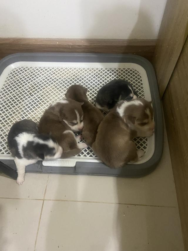 สัตว์เลี้ยงลูกสุนัขไซบีเรียน