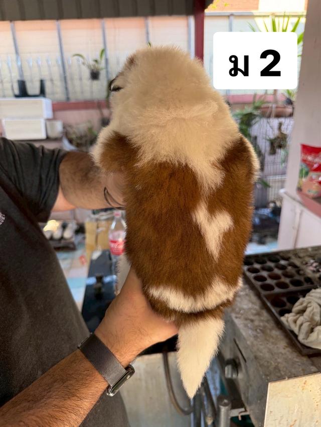 บางแก้วแท้ พ่อแม่สายประกวด เชื้อดี รู้ความสุดๆ #พร้อมใบเพ็ดชมรมบางแก้วประเทศไทย TBC สนใจทักได้ครับ 11