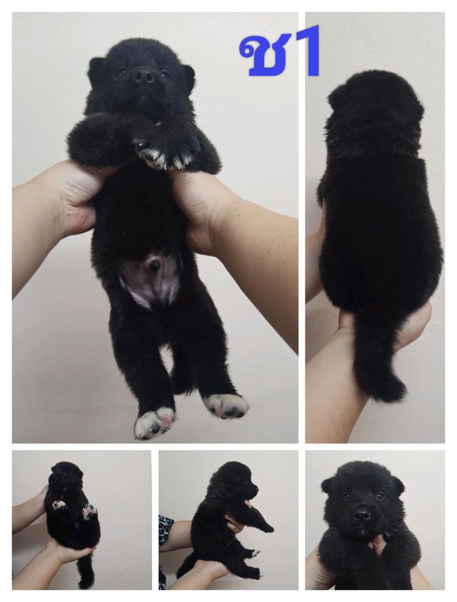 ลูกสุนัขอเมริกันอาคิตะ เกิด 7/7/2025 4