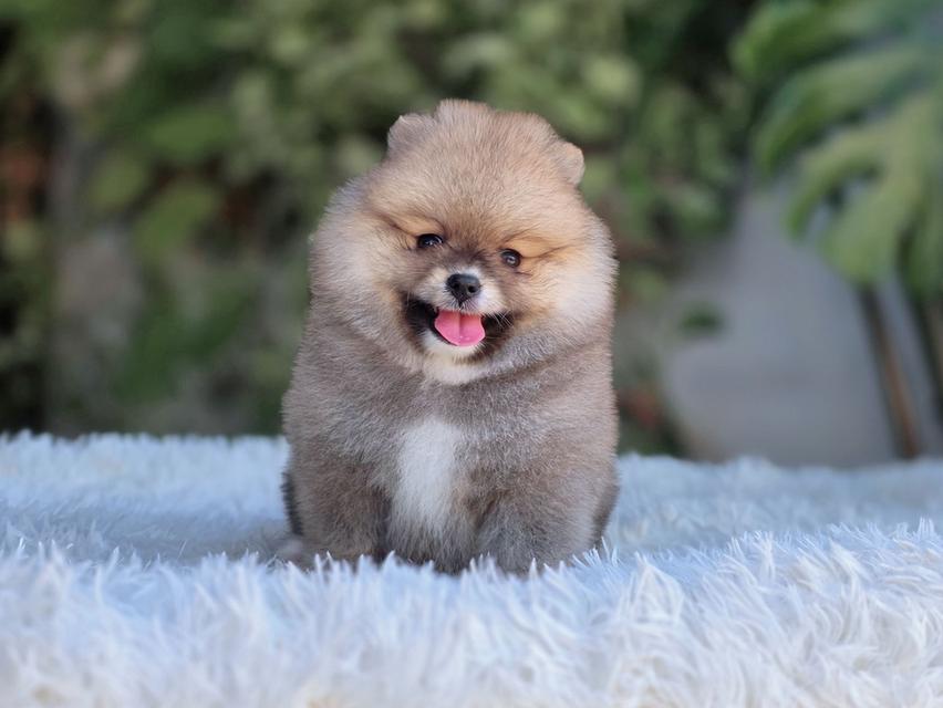 ปอมเมอเรเนียนแท้ เพศเมีย สีส้ม รูปที่ 2