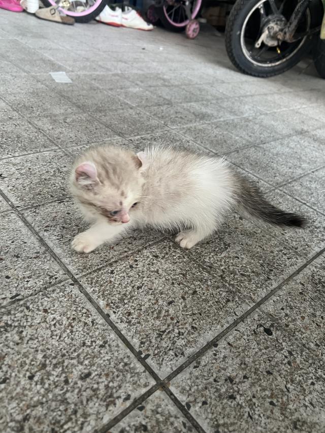 แมวอเมริกันเคิร์ล ขาสั้น 2