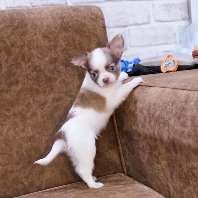 ชิวาวาแท้ขนยาว เพศชาย 8