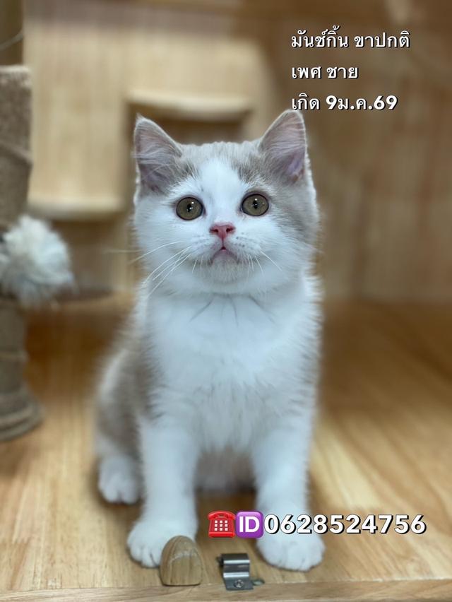 ลูกแมวมันช์กิ้น ขาปกติพร้อมย้าย