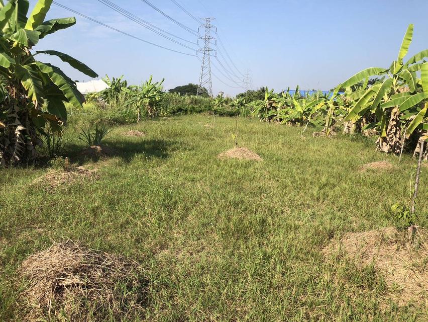 ที่ดิน 3 ไร่ 256 ตรว. ต.ท่าวังตาล อ.สารภี จังหวัดเชียงใหม่ 2