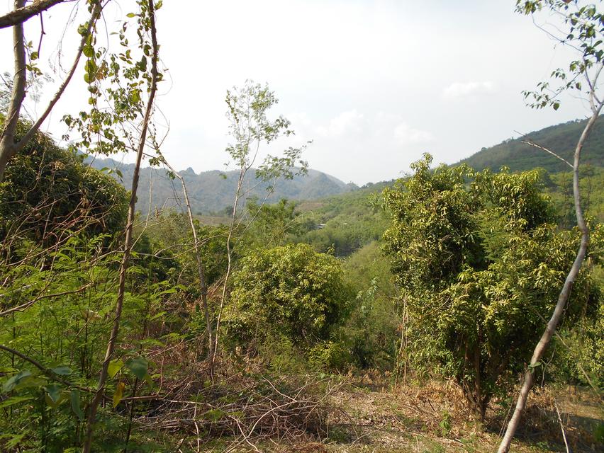 ที่ดินติดลำห้วย บ้านผาแดง ต.นายม อ.เมือง จ.เพชรบูรณ์ 12