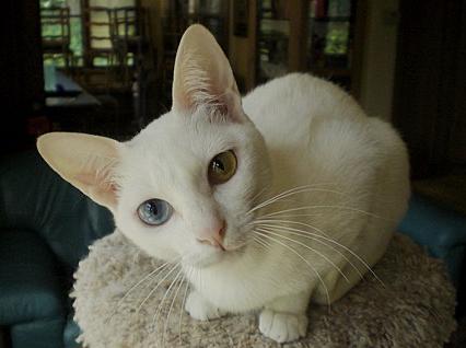 แมวขาวมณีตาสองสี (ข้างหนี่งสีฟ้า ข้างหนึ่งสีเหลืองอำพัน)